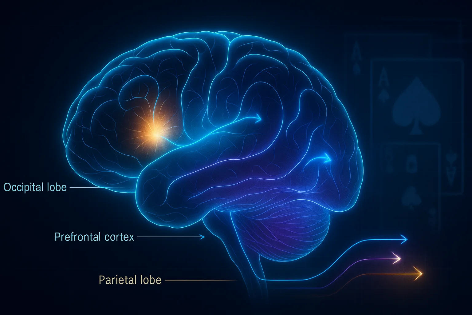 Infographic showing human brain activity during Solitaire gameplay, with glowing neural regions representing focus, strategy, and decision-making.